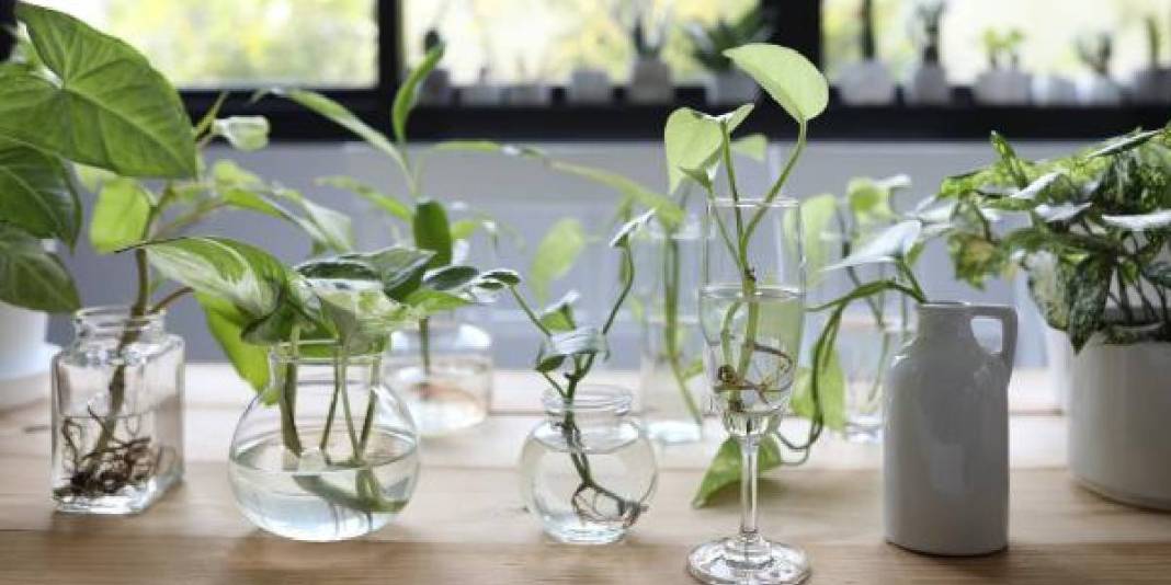 Kökünü suyun içerisine koyun ve ne kadar hızlı büyüdüğünü izleyin! Ne toprak ne de saksı: Yetişmesi için su yetiyor 3